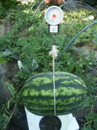 PASTEQUE orangeglo-1.jpg