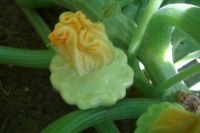 PATISSON blanc-1.jpg