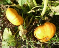 PATISSON golden marbre.jpg