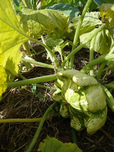 Fichier:PATISSON panaché.jpg