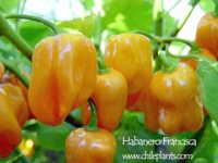 PIMENT Habanero Francisca-1.jpg