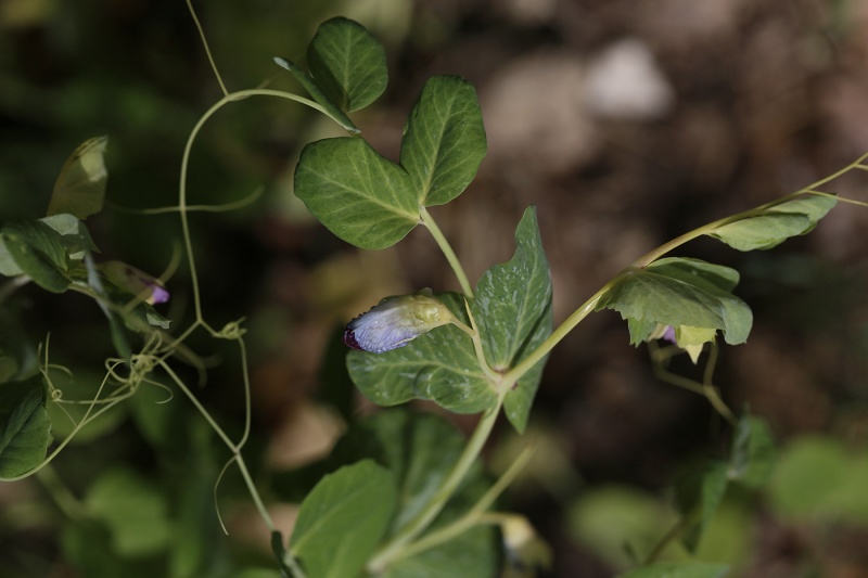 Fichier:POIS MANGETOUT Golden Sweet-2.jpg