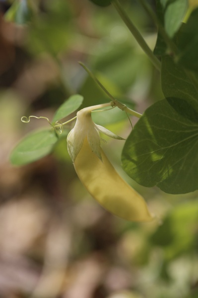 Fichier:POIS MANGETOUT Golden Sweet.jpg