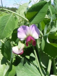 POIS MANGETOUT Gray Sugar-1.jpg