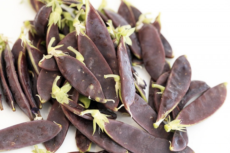 Fichier:POIS MANGETOUT Shiraz-1.jpg