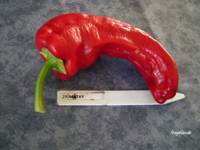 Fichier:POIVRON MATAY.jpg