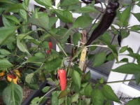 POIVRON MURASAKI PURPLE PEPPER.jpg