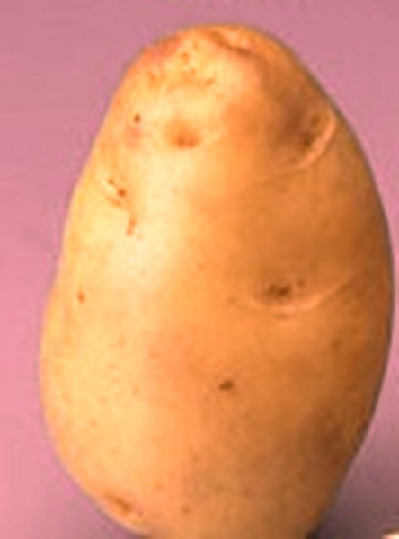 Fichier:POMME DE TERRE bintje.jpg