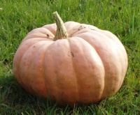 POTIRON amish pie.jpg