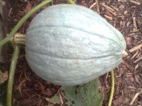 POTIRON blue hubbard.jpg