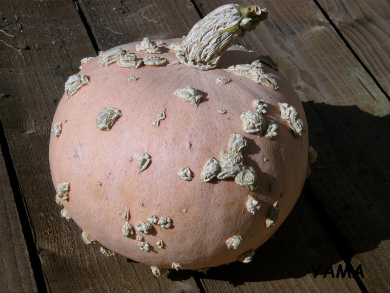 Fichier:POTIRON galeux d eysines-1.jpg