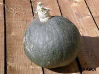 POTIRON vert d hokkaïdo.jpg