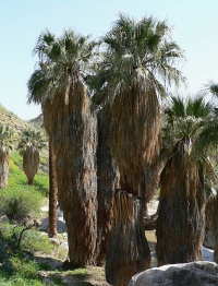 Palmier Washingtonia.jpg