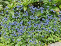 Paracaryum coelestium.jpg