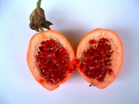 Passiflora caerulea-2.jpg