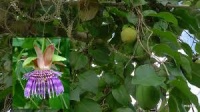 Passiflora laurifolia-1.jpg