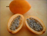 Passiflora laurifolia.jpg