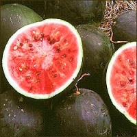 Pastèque Small Shining Light-1.jpg