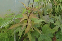 Patate douce Kumara-1.jpg