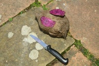 Patate douce Kumara-2.jpg