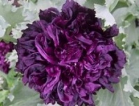 Pavot "Deep purple"-1.jpg