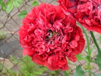 Pavot à fleur de pivoine-1.jpg