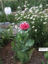 Pavot à fleur de pivoine.jpg