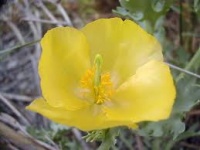 Pavot Jaune des sables-1.jpg