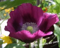 Pavot somnifère-1.jpg