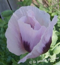 Pavot somnifère.jpg