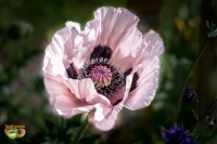 Pavot somnifère rose.jpg