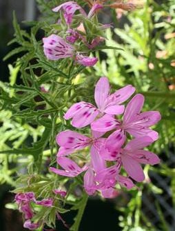 Fichier:Pelargonium denticulatum-1.jpg
