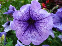 Petunia nain compact varié.jpg