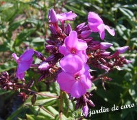 Phlox de drummond.jpg