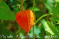 Physalis-alkékenge.jpg