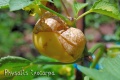 Physalis-ixocarpa-mure.jpg