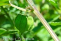 Physalis-péruviana-vert.jpg