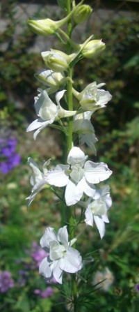 Pied d alouette-1.jpg