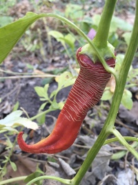 Piment Elephant-1.jpg