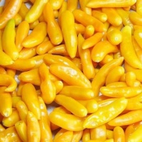 Piment aji cito.jpg