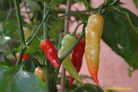 Piment aji cristal (pi281320).jpg