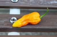 Piment aji umba (jaune).jpg