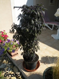 Piment black prince-1.jpg