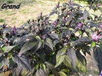 Piment black prince-2.jpg