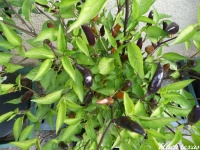 Piment black texas-1.jpg