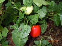Piment botinecka zuta-1.jpg