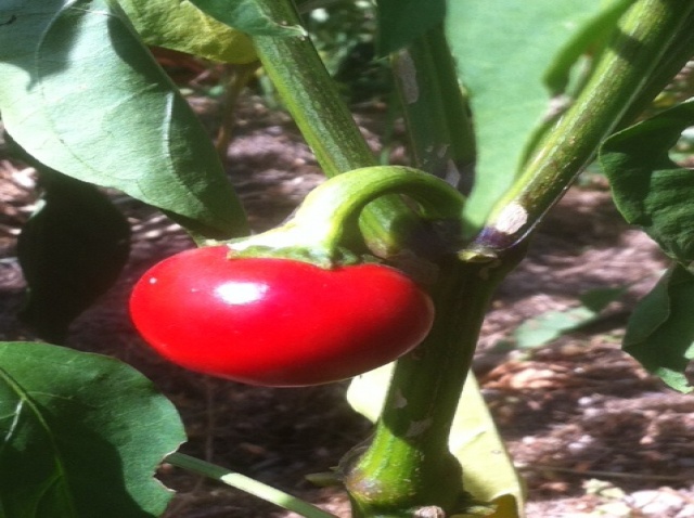 Fichier:Piment boule de turquie.jpg