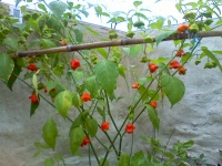 Piment cambuci-1.jpg