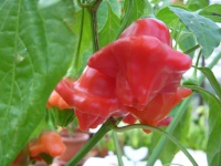 Piment cambuci-2.jpg