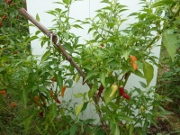 Piment cascabella-1.jpg